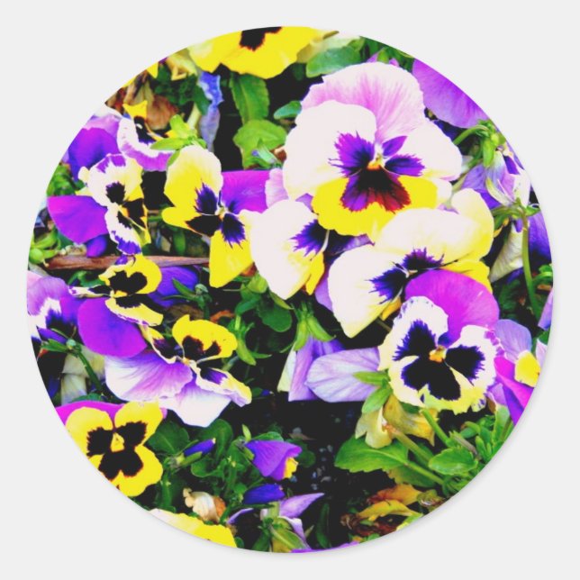 pansy flowers classic round sticker (Front)
