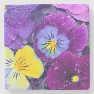 Pansy flowers floating in bird bath with dew 2 stone coaster