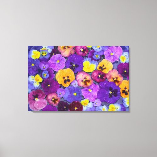 Pansy flowers floating in bird bath with dew canvas print