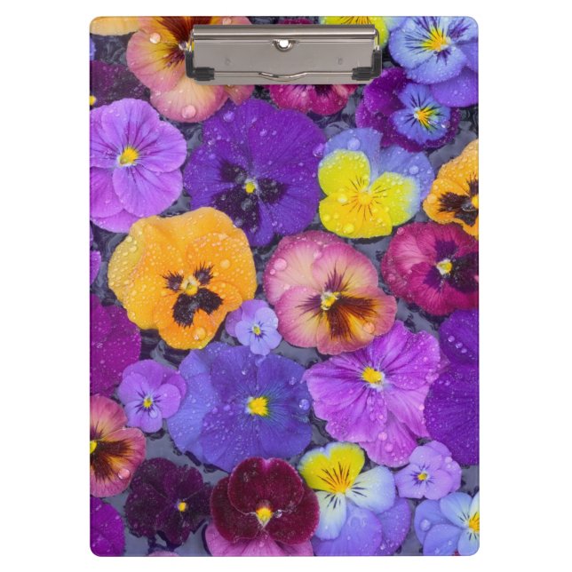 Pansy flowers floating in bird bath with dew clipboard (Front)