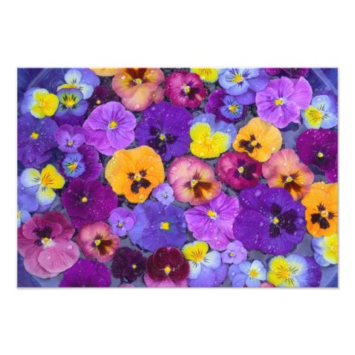 Pansy flowers floating in bird bath with dew photo print