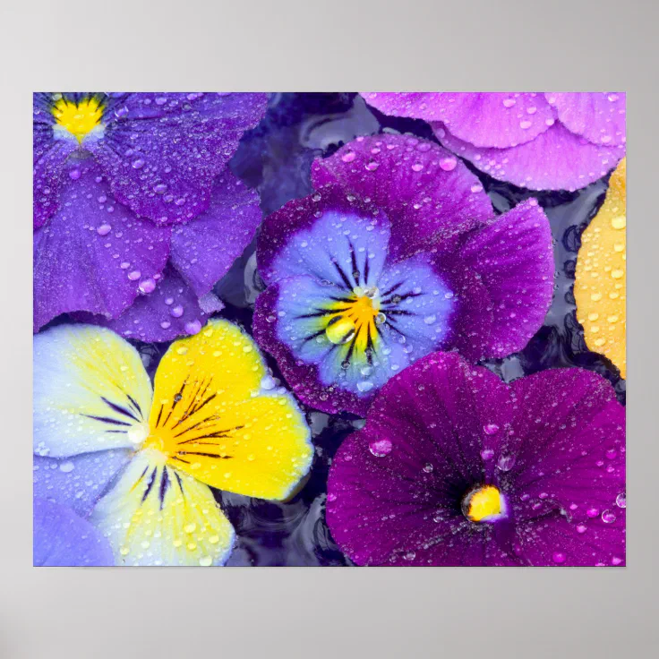 Pansy flowers floating in bird bath with dew poster Zazzle