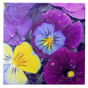 Pansy flowers floating in bird bath with dew tile