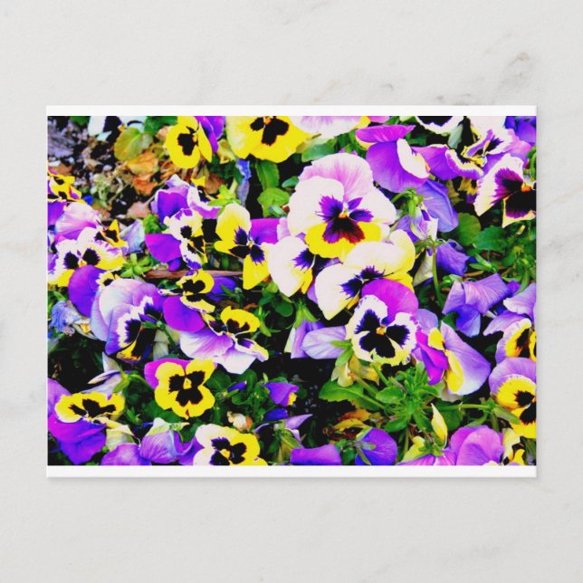 pansy flowers postcard (Front)
