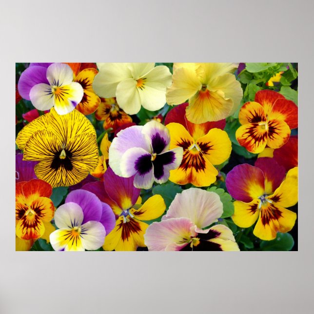 Pansy Flowers ~ Poster (Front)