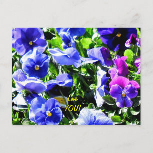Pansy from Home Depot Postcard