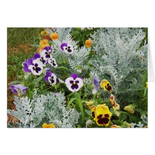 Pansy Garden Cards (Front Horizontal)