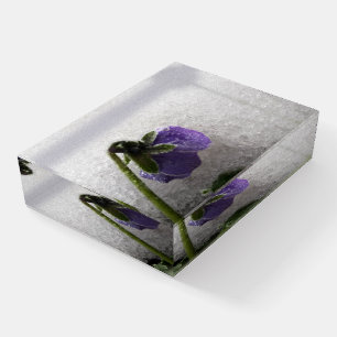 Pansy in snow paperweight