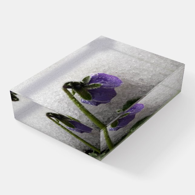 Pansy in snow paperweight (Angled)