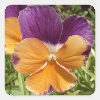 Pansy Jolly Joker Square Sticker