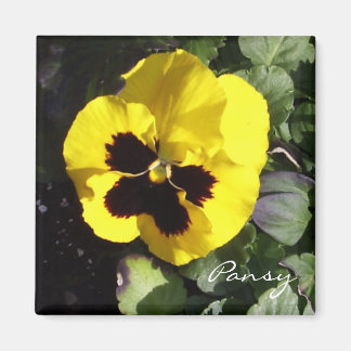 Pansy Magnet