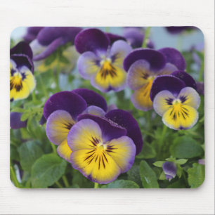 Pansy mousepad
