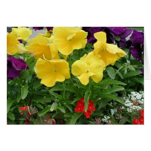 Pansy Pannier Cards (Front Horizontal)