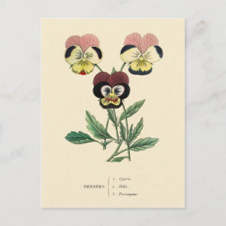 Pansy Pansies Flower Illustration Postcard
