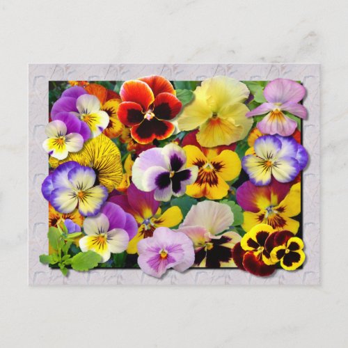 PANSY PATCHWORK POSTCARD