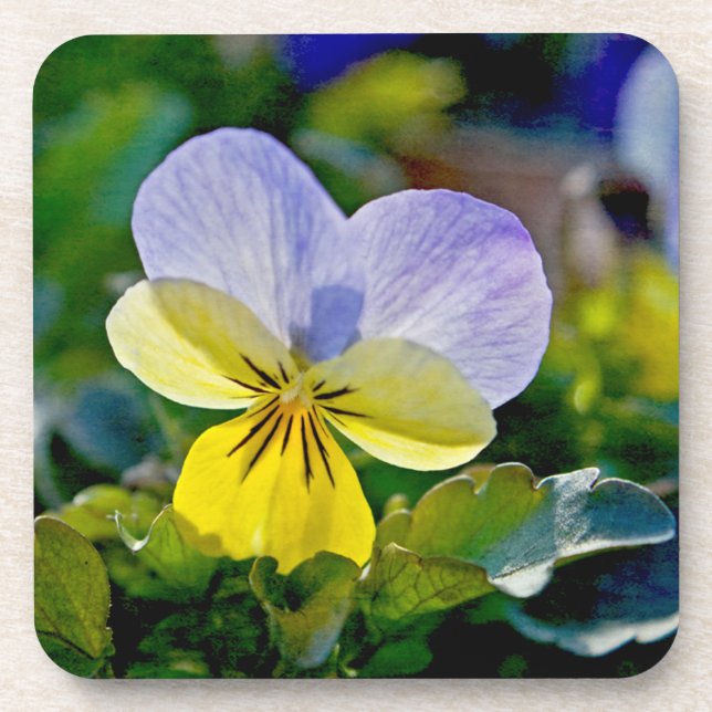 Pansy Perfection Coaster (Front)