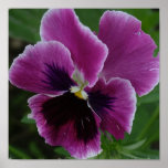 Pansy Picture Photo Print