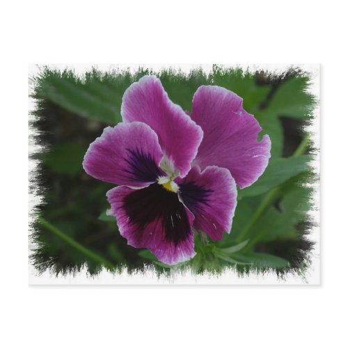 Pansy Pictures Postcard
