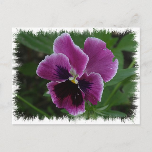 Pansy Pictures Postcard (Front)