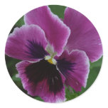 Pansy Pictures Sticker