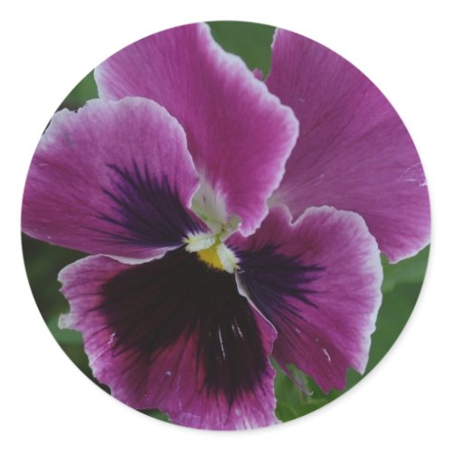 Pansy Pictures Sticker