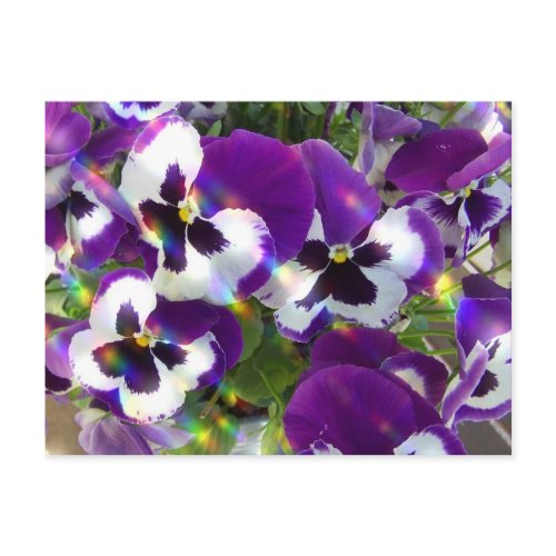 Pansy Postcard