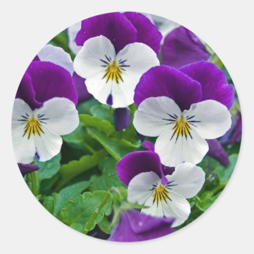 Pansy Purple Classic Round Sticker