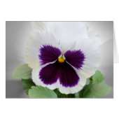Pansy purple white (Front Horizontal)