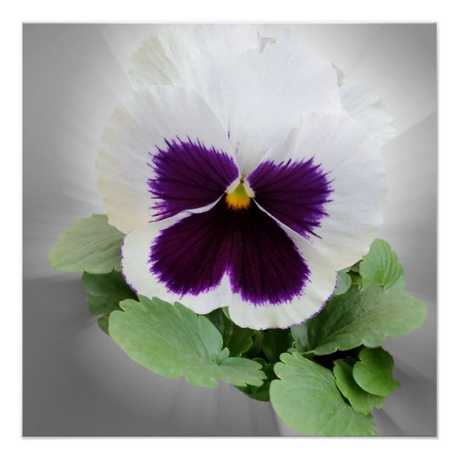 Pansy purple white poster (Front)
