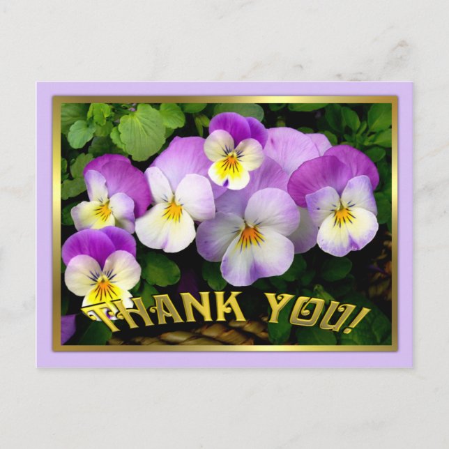 Pansy ~ Thank You ~ Postcard (Front)