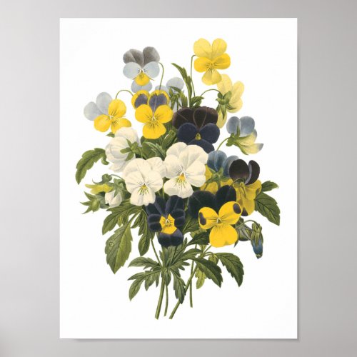 pansyViola sp by Redout Poster