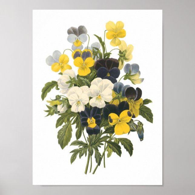 pansy(Viola sp.) by Redouté Poster (Front)