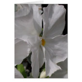 Pansy White (Front)