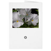 Pansy White Cards (Back)