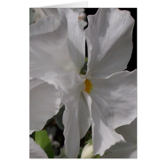 Pansy White Cards (Front)