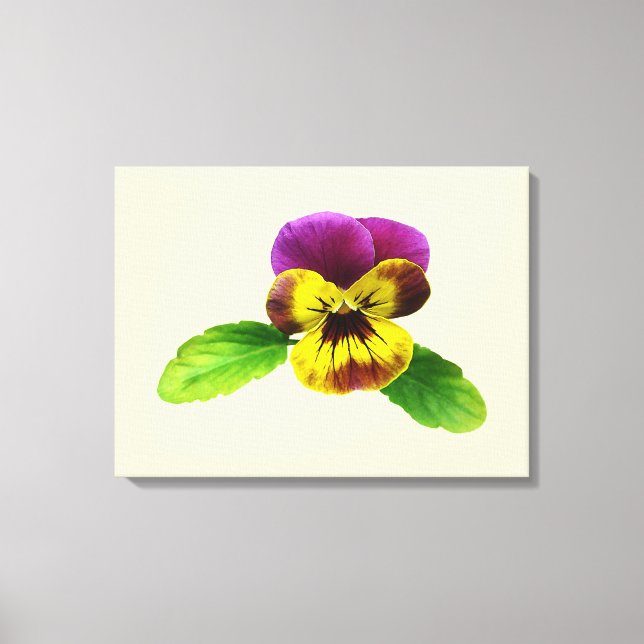 Pansy With Welcoming Arms Canvas Print (Front)