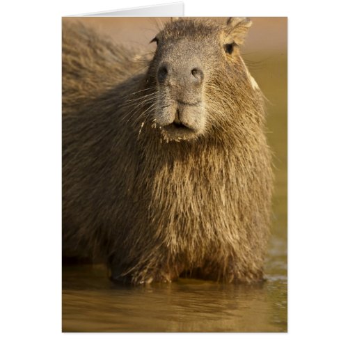 Pantanal Brazil Capybara Hydrochoerus