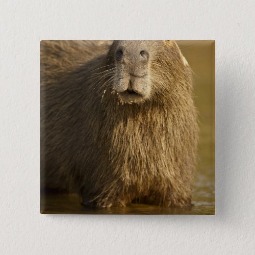 Pantanal Brazil Capybara Hydrochoerus Button