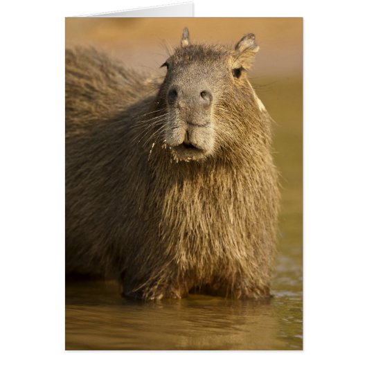 Pantanal, Brazil, Capybara, Hydrochoerus Cards (Front)