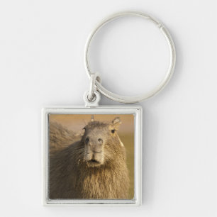 Pantanal, Brazil, Capybara, Hydrochoerus Keychain