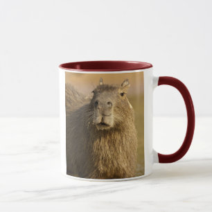 Pantanal, Brazil, Capybara, Hydrochoerus Mug