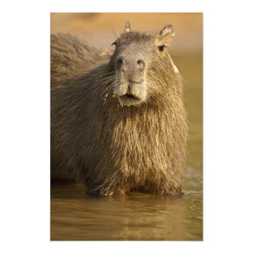 Pantanal Brazil Capybara Hydrochoerus Photo Print
