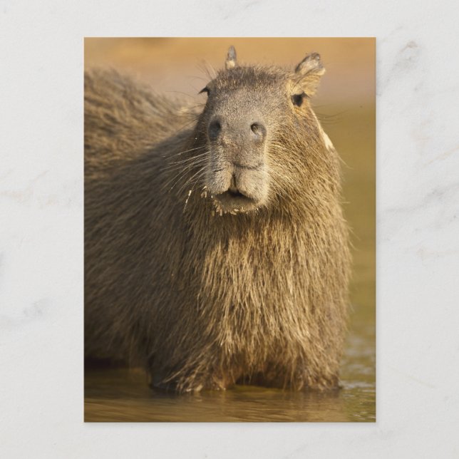 Pantanal, Brazil, Capybara, Hydrochoerus Postcard (Front)