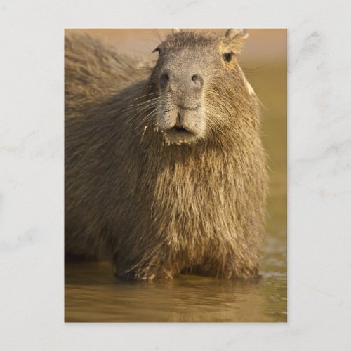 Pantanal Brazil Capybara Hydrochoerus Postcard