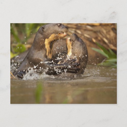 Pantanal NP Brazil Giant River Otter Postcard
