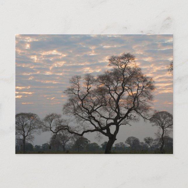 Pantanal Wetlands | South America, Brazil Postcard (Front)