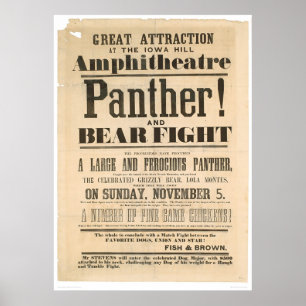 Panther and Bear Fight Advertisement (1293A) Poster