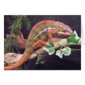Panther Chameleon (Front Horizontal)