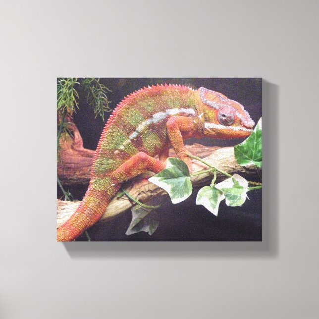 Panther Chameleon Canvas Print (Front)