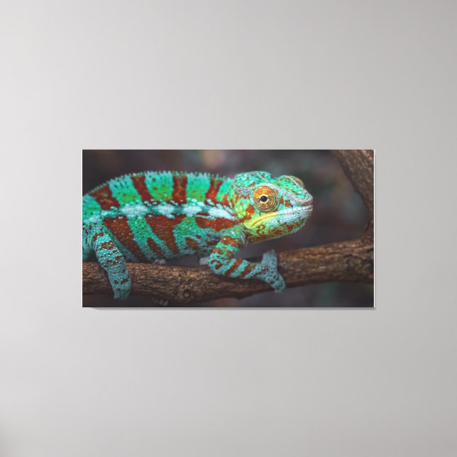 Panther Chameleon Canvas Print (Front)